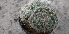 Planta, cactus
