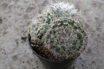 Planta, cactus