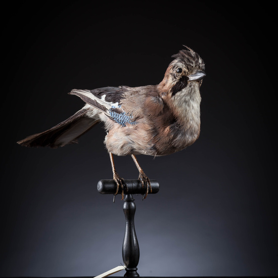 IES_SANISIDRO_MUSEO_Aves_103