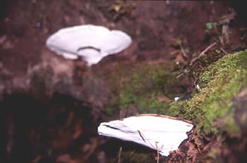 Yesquero aplanado (Ganoderma applanatum)