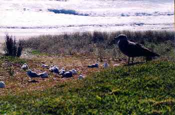 Anidamiento de gaviotas en el Cabo de Reinga, Nueva Zelanda