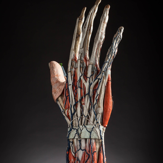 IES_CARDENALCISNEROS_ANATOMIA_MODELOS_026