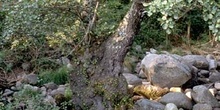 Aliso - Tronco (Alnus glutinosa)