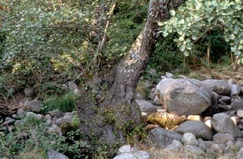 Aliso - Tronco (Alnus glutinosa)