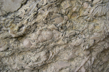 Caliza de alveolinas