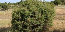 Enebro común - Porte (Juniperus communis)