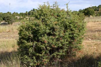 Enebro común - Porte (Juniperus communis)