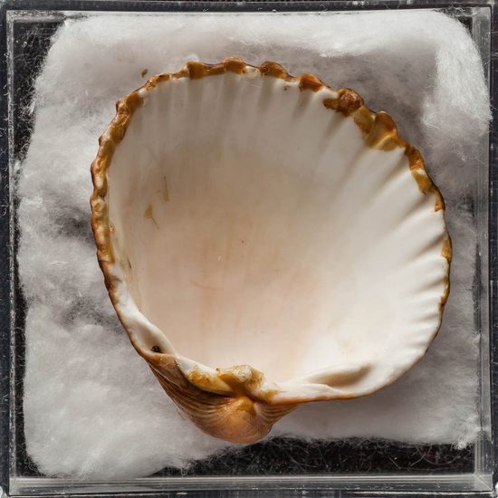 IES_ISABELLACATOLICA_BIOLOGIA_444