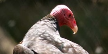 Gallipavo, Zamuro, Gallinazo de cabeza roja (Cathartes aura)