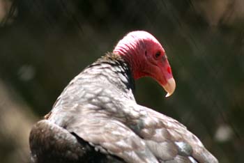 Gallipavo, Zamuro, Gallinazo de cabeza roja (Cathartes aura)