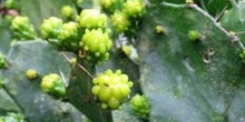 Opuntia, Ecuador