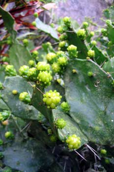 Opuntia, Ecuador