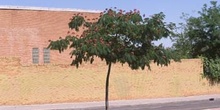 Acacia de Persia - Porte (Albizia julibrissin)