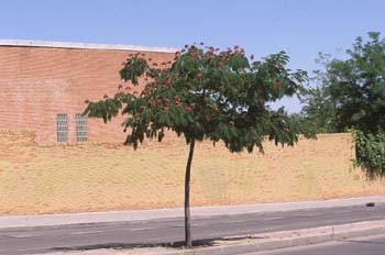 Acacia de Persia - Porte (Albizia julibrissin)