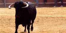 Toro de Lidia