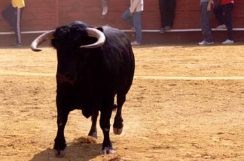 Toro de Lidia