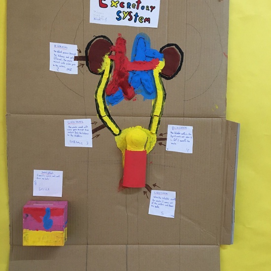 Learning by doing 6th Grade, Body Systems. 5