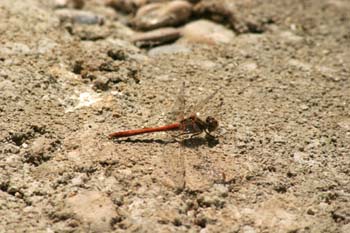 Libélula flecha roja (Sympetrum sanguineum)