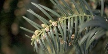 Cefalotejo (Cephalotaxus harringtonia)