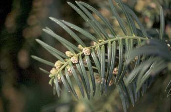 Cefalotejo (Cephalotaxus harringtonia)