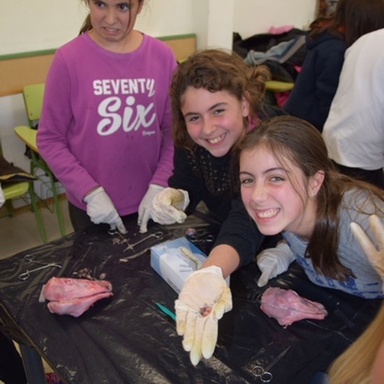 2016_11_DISECCIÓN DEL CRÁNEO Y OJO DE UN CORDERO_SEXTO 24