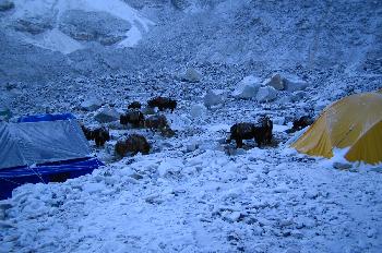 Yaks en campo base