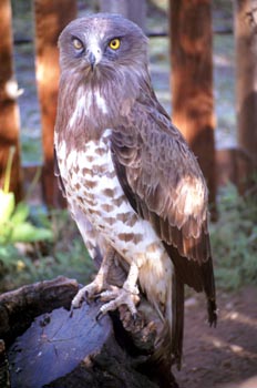 águila culebrera - Sierra de Fuentes, Cáceres
