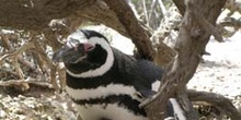 Pingüinos de Magallanes, Argentina