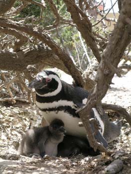 Pingüinos de Magallanes, Argentina