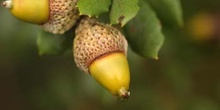 Encina - Bellota (Quercus ilex)