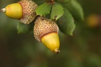 Encina - Bellota (Quercus ilex)