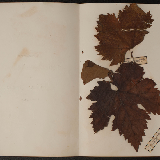 IES_SANISIDRO_MUSEO_Botanica_066