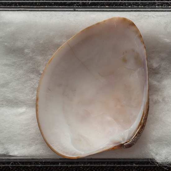 IES_ISABELLACATOLICA_BIOLOGIA_424