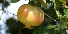 Granado - Fruto (Punica granatum)