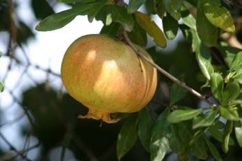 Granado - Fruto (Punica granatum)