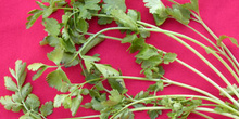 Cilantro