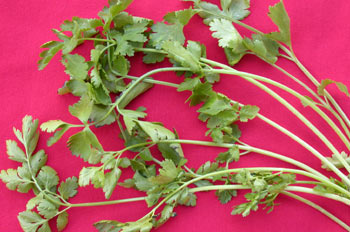 Cilantro