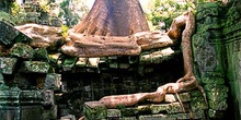 árbol creciendo sobre ruínas en jungla, Angkor, Camboya