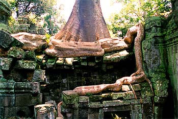 árbol creciendo sobre ruínas en jungla, Angkor, Camboya