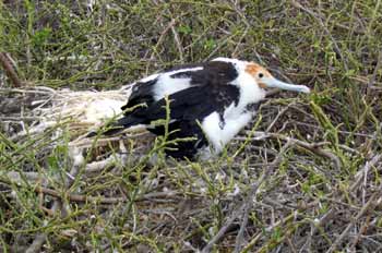 Cría de Rabihorcado Real, Fregata Magnificens, Ecuador