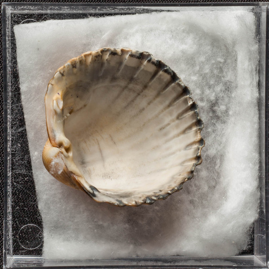 IES_ISABELLACATOLICA_BIOLOGIA_447