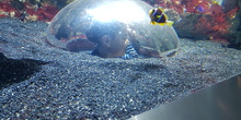 Aquarium Xanadú II 3ºB  12