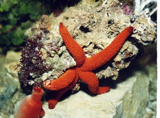 Estrella (Echinagaster sepositus)