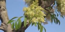 Fresno de hoja florido - Flor (Fraxinus ornus)