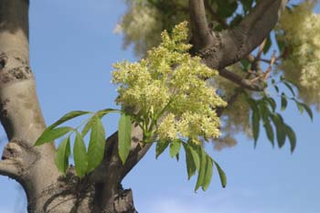 Fresno de hoja florido - Flor (Fraxinus ornus)