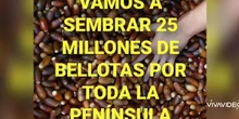 La gran bellotada ibérica 2021