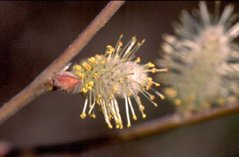 Sauce - Flor masc. (Salix sp.)