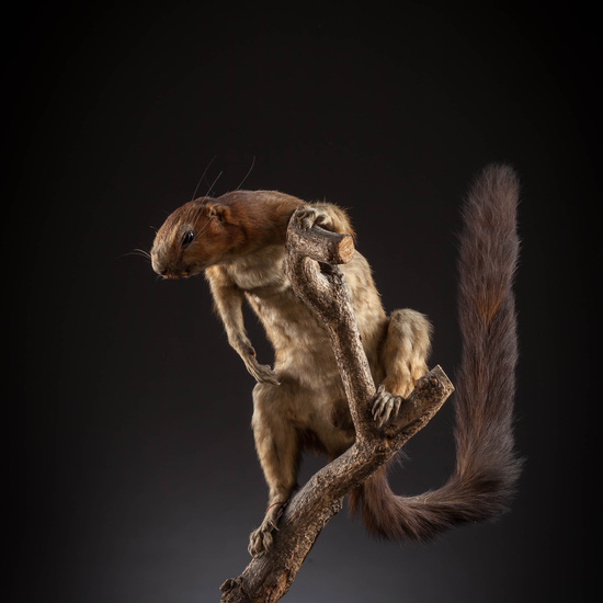 IES_SANISIDRO_MUSEO_Zoolgía_129