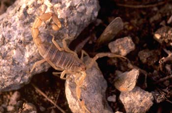 Alacrán o Escorpión (Buthus occitanus)