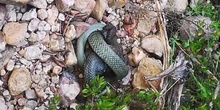 Culebra de collar mediterránea Natrix astreptophora (Seoane, 1884)